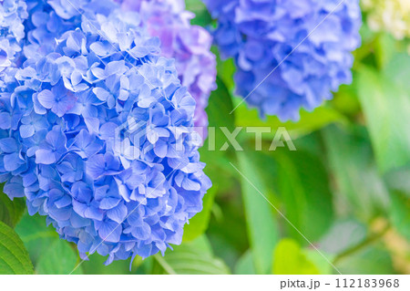 青い紫陽花 112183968