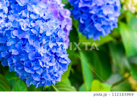 青い紫陽花 112183969