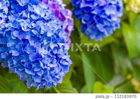 青い紫陽花 112183970