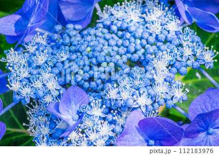青いガクアジサイの花 112183976