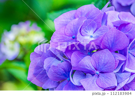 紫色の美しい紫陽花の花のクローズアップ 112183984