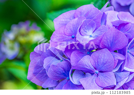 紫色の美しい紫陽花の花のクローズアップ 112183985