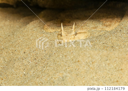 Close up Sahara horn viper in sand at the cave 112184179