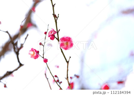 紅梅 紅梅 112184394