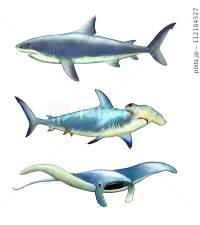 Sea creatures Sea creatures 112184527