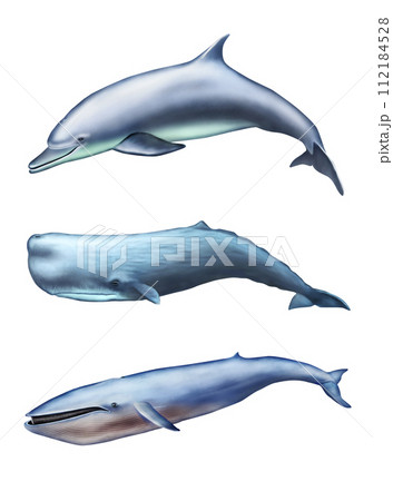 Sea creatures 112184528
