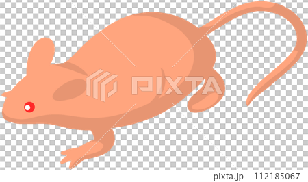 ヌードマウス ヌードマウス 112185067