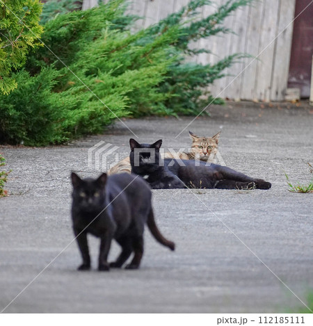 【野生動物】シンクロする野良猫 112185111