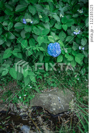 青い紫陽花 青い紫陽花 112185125