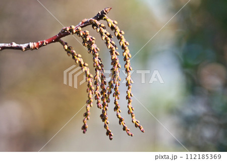 茶色のキブシの蕾（冬、二月） 112185369