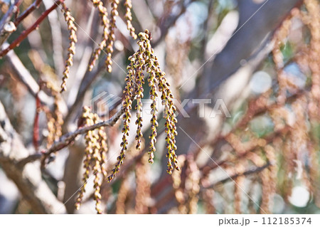 茶色のキブシの蕾(冬、二月) 茶色のキブシの蕾(冬、二月) 112185374