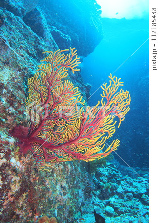 ドロップオフのフトヤギ　沖縄の海 112185438