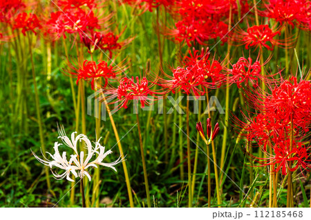 社が丘花園の彼岸花(ヒガンバナ) 【長崎市】 社が丘花園の彼岸花(ヒガンバナ) 【長崎市】 112185468