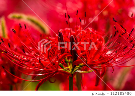 社が丘花園の彼岸花(ヒガンバナ) 【長崎市】 社が丘花園の彼岸花(ヒガンバナ) 【長崎市】 112185480