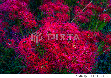 社が丘花園の彼岸花(ヒガンバナ) 【長崎市】 社が丘花園の彼岸花(ヒガンバナ) 【長崎市】 112185495