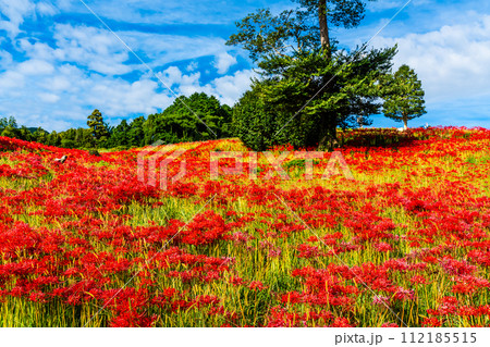 社が丘花園の彼岸花（ヒガンバナ）　【長崎市】 112185515