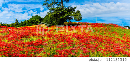 社が丘花園の彼岸花（ヒガンバナ）パノラマ　【長崎市】 112185516