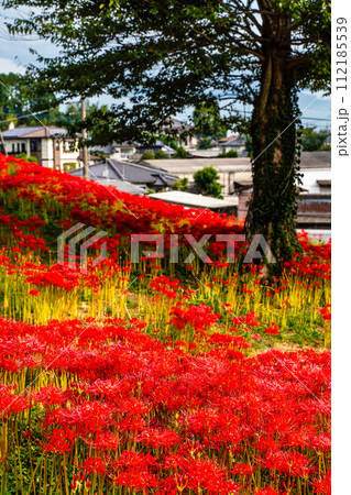社が丘花園の彼岸花（ヒガンバナ）　【長崎市】 112185539