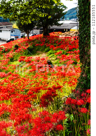 社が丘花園の彼岸花(ヒガンバナ) 【長崎市】 社が丘花園の彼岸花(ヒガンバナ) 【長崎市】 112185551