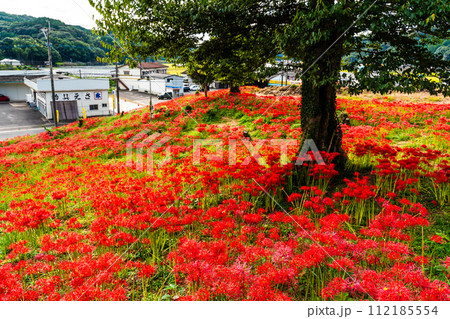 社が丘花園の彼岸花(ヒガンバナ) 【長崎市】 社が丘花園の彼岸花(ヒガンバナ) 【長崎市】 112185554