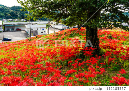 社が丘花園の彼岸花(ヒガンバナ) 【長崎市】 社が丘花園の彼岸花(ヒガンバナ) 【長崎市】 112185557