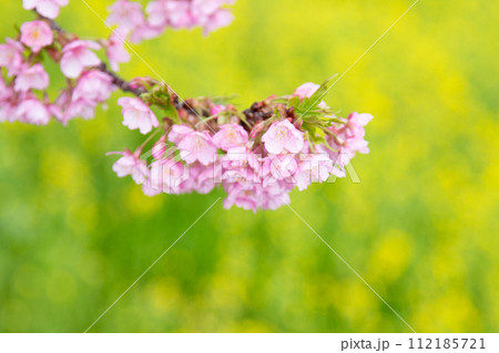 満開になった河津桜と菜の花 満開になった河津桜と菜の花 112185721