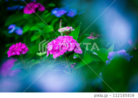 梅雨の晴れ間に咲く赤い紫陽花 梅雨の晴れ間に咲く赤い紫陽花 112185816