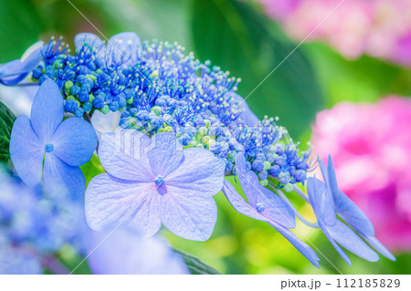 青いガクアジサイ 112185829