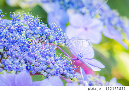 装飾花が薄紫色のガクアジサイのクローズアップ 装飾花が薄紫色のガクアジサイのクローズアップ 112185831