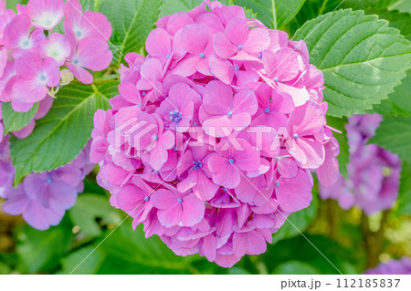 鮮やかなピンク色のアジサイ 鮮やかなピンク色のアジサイ 112185837
