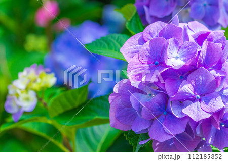 紫の紫陽花のクローズアップ 112185852