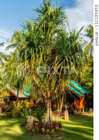 Coconut palms and bungalows, Thailand Coconut palms and bungalows, Thailand 112185959