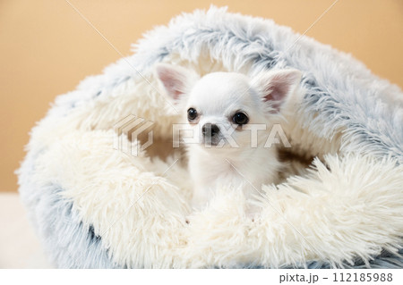 フカフカのベッドに入ったチワワのライアン フカフカのベッドに入ったチワワのライアン 112185988