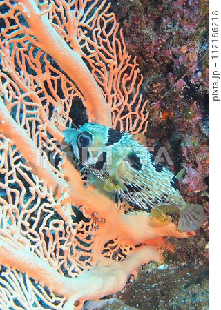 珊瑚に潜むハリセンボン　沖縄の海 112186218