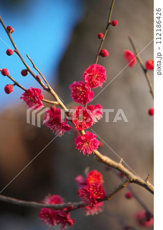 新春の鮮やかな紅梅　 自然風景 112186426