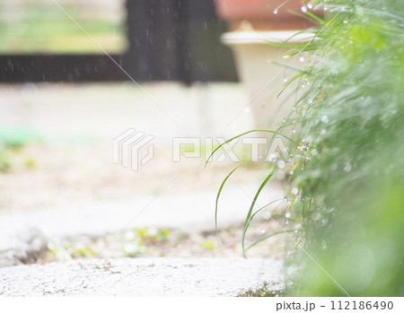 雨に濡れる庭の植物 112186490