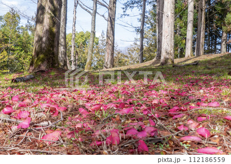 サザンカの花びらが落ちて　ピンクの絨緞 112186559