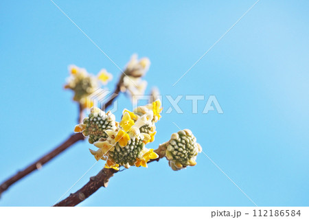 ミツマタの蕾と黄色い花（冬、二月） 112186584
