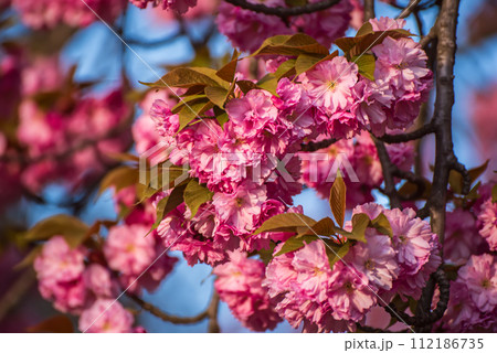 Sakura flowers blooming, spring seasonal Easter background Sakura flowers blooming, spring seasonal Easter background 112186735