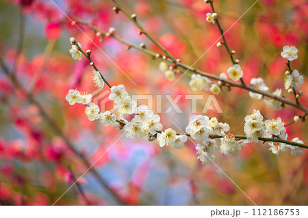 早春に咲く梅の花 早春に咲く梅の花 112186753