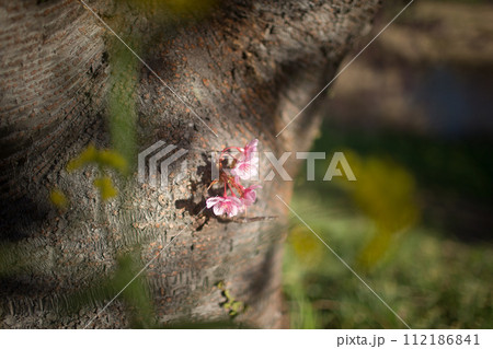 桜の木から芽生えた小さな命 桜の木から芽生えた小さな命 112186841