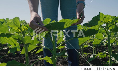 farmer touches green leaf sunflower, farmer walks rubber boots along rows crops farm, agriculture, sprout, natural beautiful, agriculture business concept lifestyle, green sunflowers, sprouts concept 112186920