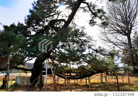 埼玉県本庄市東富田観音塚の大松 埼玉県本庄市東富田観音塚の大松 112187306