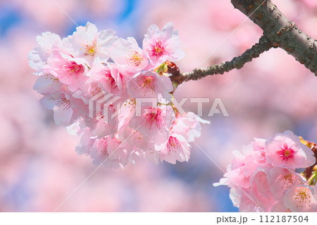春の訪れを告げる満開の桜　  自然風景 112187504