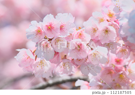 春の訪れを告げる満開の桜　  自然風景 112187505