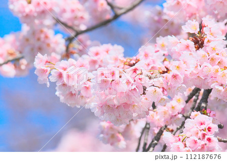 青空を背景に鮮やかに咲く桜 自然風景 青空を背景に鮮やかに咲く桜 自然風景 112187676