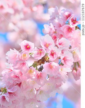 青空を背景に鮮やかに咲く桜 自然風景 青空を背景に鮮やかに咲く桜 自然風景 112187679