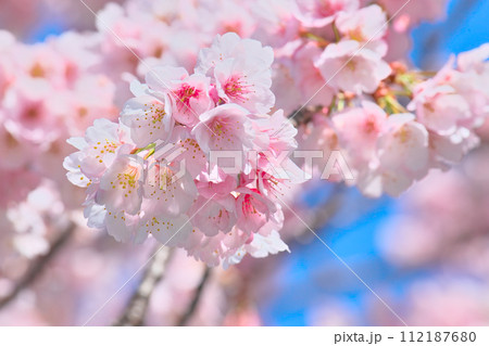 青空を背景に鮮やかに咲く桜     自然風景 112187680
