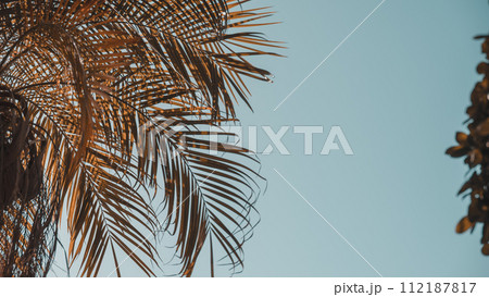 Palm leaves against the sky. Copy space Palm leaves against the sky. Copy space 112187817