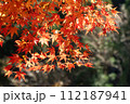 真っ赤な紅葉 112187941